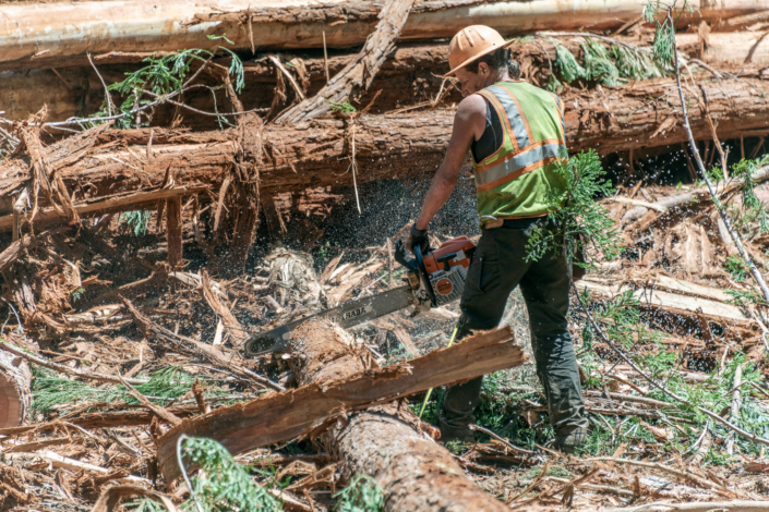 worker with chainsaw cutting tree